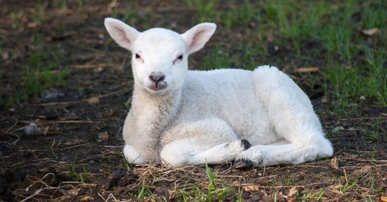 Vitória Silenciosa: Símbolo do Cordeiro na Bíblia